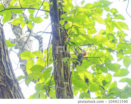 Close up shot of woodpecker 104911590