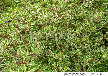 Shiratama dogwood (Ginfu dogwood) Shiratama dogwood (Ginfu dogwood) 104911610