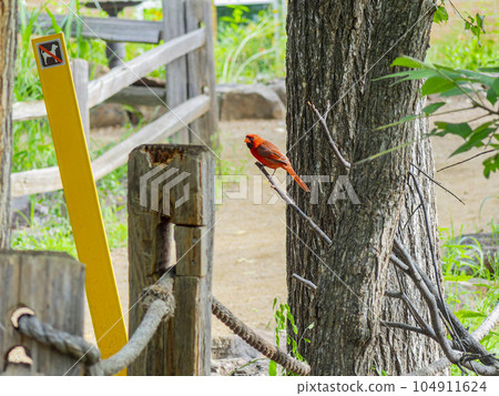 Close up shot of Northern cardinal singing on tree branch 104911624