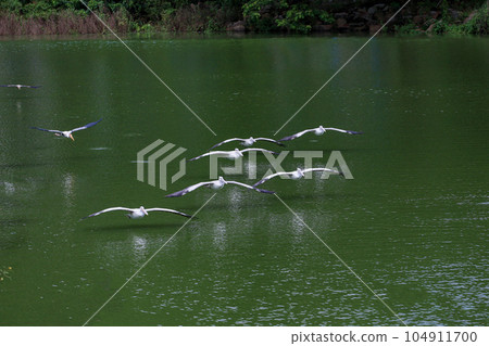 The Painted Stork bird (Mycteria leucocephala) in garden 104911700