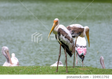 The Painted Stork bird (Mycteria leucocephala) in garden 104911702
