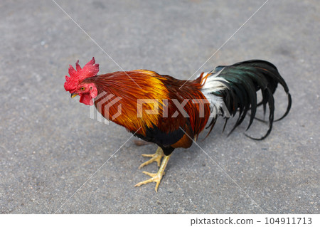 The fighting cock is beautiful hen in garden 104911713