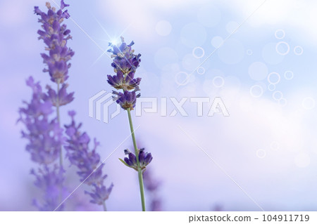 Beautiful colorful nature background. Lanender outdoors on nature macro, soft focus. Atmospheric photo, gentle artistic image 104911719
