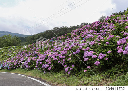 Colorful hydrangeas in full bloom blooming all over the slopes in early summer 104911732