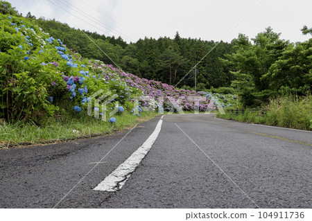Colorful hydrangeas in full bloom blooming all over the slopes in early summer 104911736
