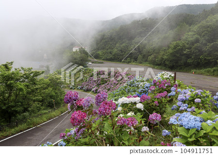 Colorful hydrangeas in full bloom blooming all over the slopes in early summer Colorful hydrangeas in full bloom blooming all over the slopes in early summer 104911751