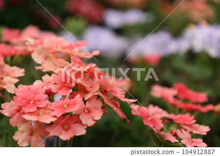 Verbena blooming in the garden 104912887