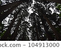 從下面仰望雪松森林 104913000