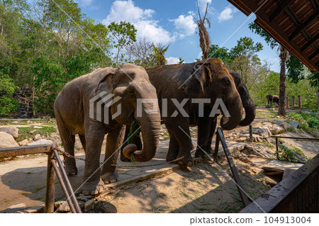 Asian elephants in the zoo Asian elephants in the zoo 104913004