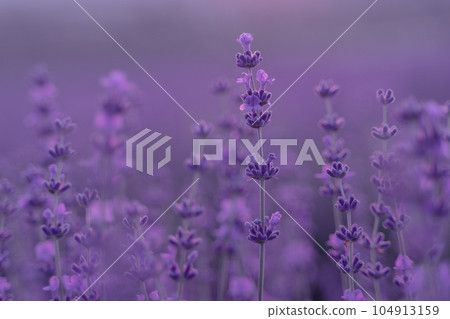 Lavender flower background. Violet lavender field sanset close up. Lavender flowers in pastel colors at blur background. Nature background with lavender in the field. 104913159