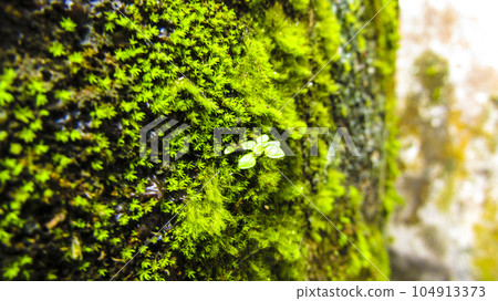 Moss on a wall stock photo 104913373