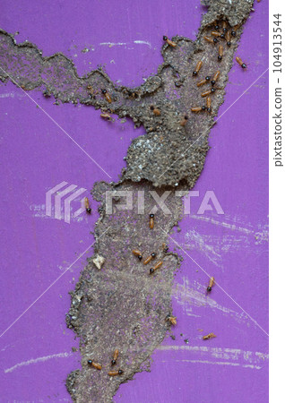 Destroyed colony of termites Destroyed colony of termites 104913544