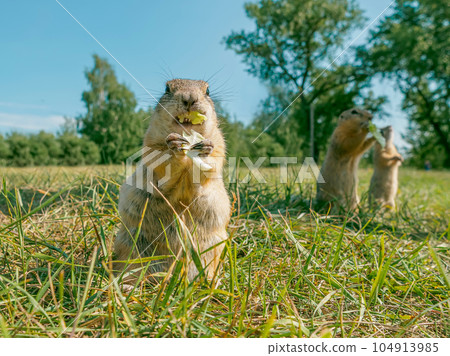 Three prairie dogs are eating cabbage while standing on its hind legs in a grassy field. 104913985