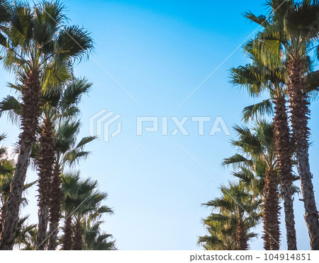 Beautiful pattern of palm trees with blue sky 104914851