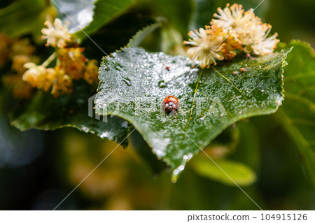 Ladybug creeps on a leaf of a linden tree 104915126