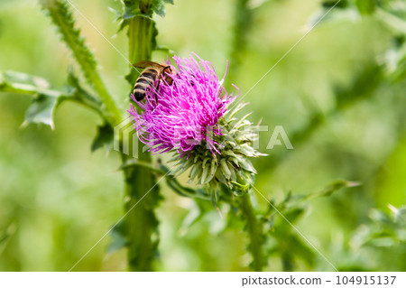 Field plants blossom in summer on which insects sit 104915137