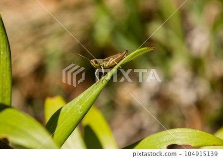 Green grasshopper sitting on green leaf 104915139