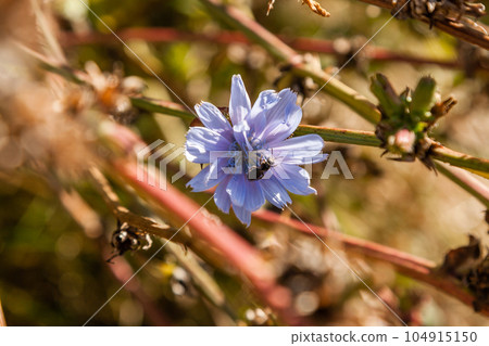 Field flowers on which insects and bees sit close up Field flowers on which insects and bees sit close up 104915150