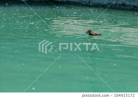 Small duckling floating on water 104915172