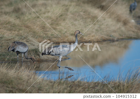 Young common cranes. Young common cranes. 104915312