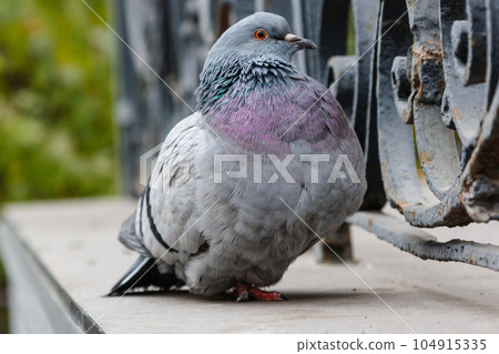 portrait of a beautiful dove 104915335