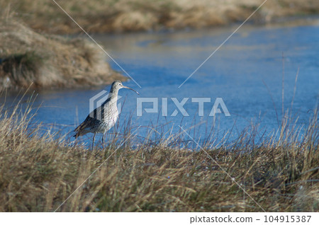 Eurasian curlew. Eurasian curlew. 104915387