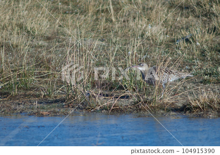 Eurasian curlew. 104915390
