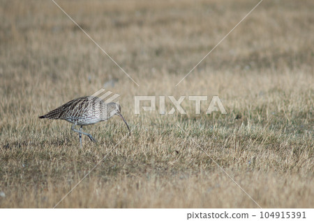 Eurasian curlew. Eurasian curlew. 104915391