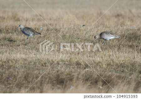 Eurasian curlew searching for food. Eurasian curlew searching for food. 104915393