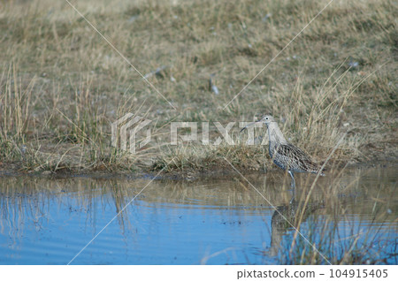 Eurasian curlew. Eurasian curlew. 104915405