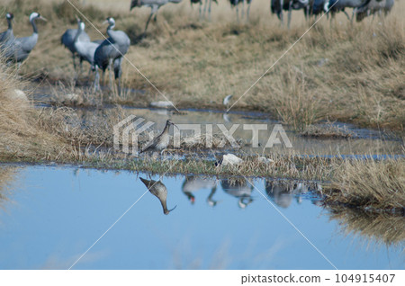 Eurasian curlew reflected in a lagoon. 104915407
