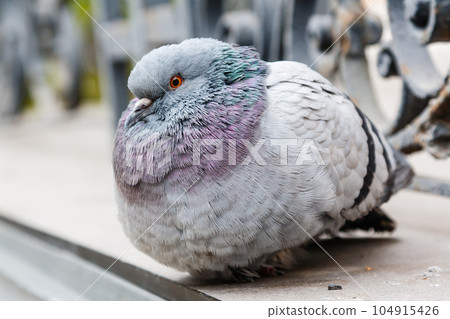 portrait of a beautiful dove portrait of a beautiful dove 104915426