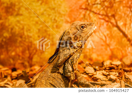 lizard lizard 104915427