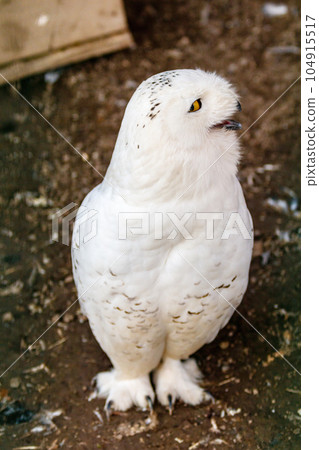 beautiful white owl with yellow eyes and beak 104915517
