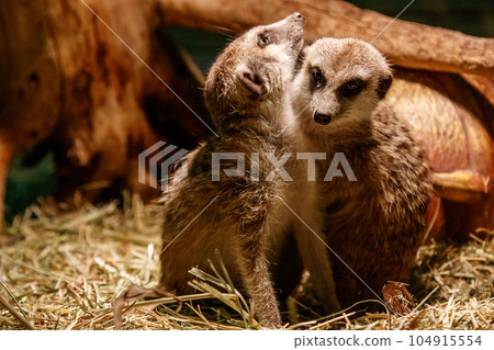Beautiful meerkats are played Beautiful meerkats are played 104915554