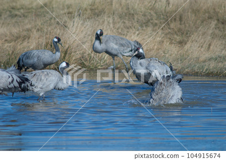 Common cranes bathing in a lagoon. 104915674