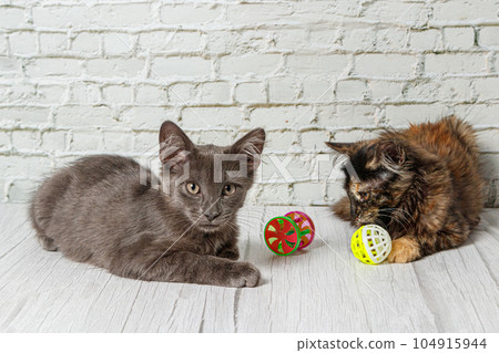 Beautiful couple of gray cat boy and girl on a brick wall background 104915944
