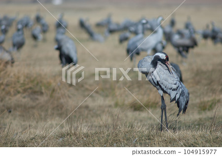 Common crane preening. 104915977