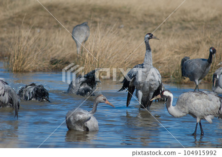 Common cranes bathing in a lagoon. 104915992