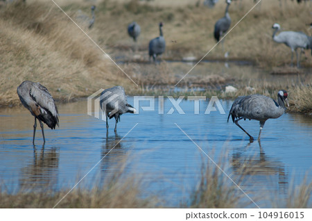 Common cranes in a lagoon. 104916015