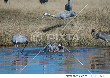 Common cranes in a lagoon. Common cranes in a lagoon. 104916035