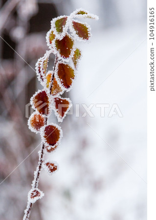 Winter leaves covered with snow and hoarfrost Winter leaves covered with snow and hoarfrost 104916165