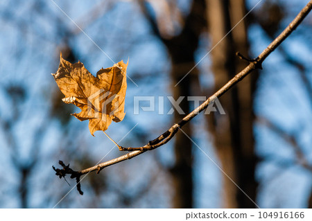 Autumn leaves on a branch in the sunlight close-up 104916166