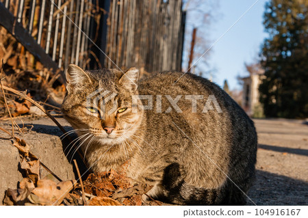 The street cat is heated in the sun's rays The street cat is heated in the sun's rays 104916167