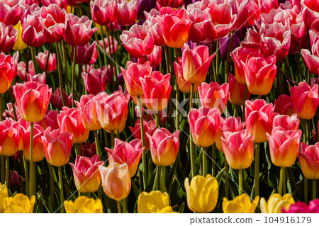 Spring field of colorful tulips Spring field of colorful tulips 104916179