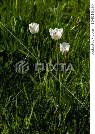 Macro of white tulips on a background of green grass 104916180