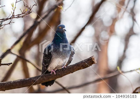 Pigeon sits on a branch Pigeon sits on a branch 104916183
