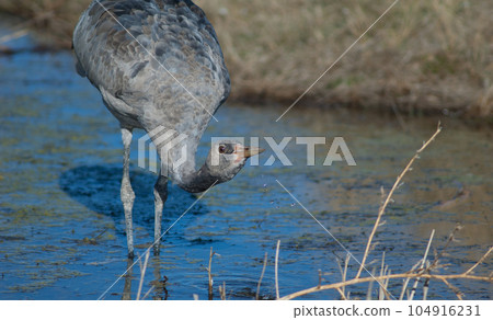 Juvenile common crane drinking water. 104916231