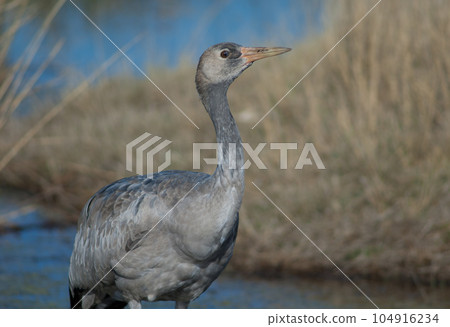 Juvenile common crane. Juvenile common crane. 104916234