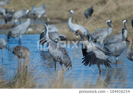 Common cranes in a lagoon. Common cranes in a lagoon. 104916254